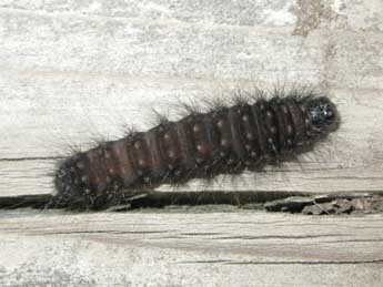  Chenille de Acronicta menyanthidis Esp. - �Christine Devilliers