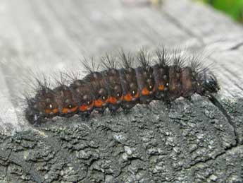  Chenille de Acronicta menyanthidis Esp. - �Christine Devilliers