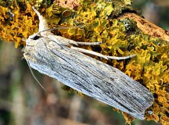 Lithophane merckii Rbr adulte - �Daniel Morel