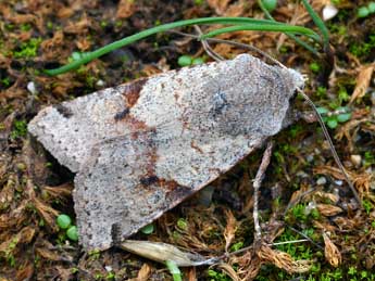 Anchoscelis meridionalis Stgr adulte - �Daniel Morel