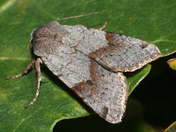 Anchoscelis meridionalis Stgr adulte - �Philippe Mothiron