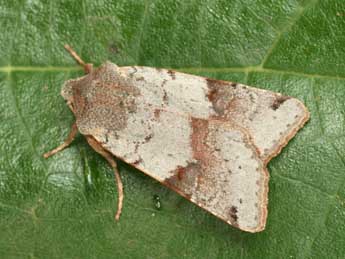 Anchoscelis meridionalis Stgr adulte - �Daniel Morel