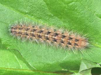  Chenille de Diacrisia metelkana Led. - �Philippe Mothiron