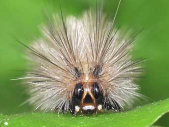  Chenille de Diacrisia metelkana Led. - �Philippe Mothiron