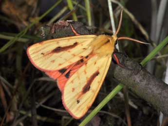 Diacrisia metelkana Led. adulte - �Philippe Mothiron