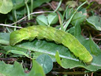  Chenille de Phlogophora meticulosa L. - �Philippe Mothiron