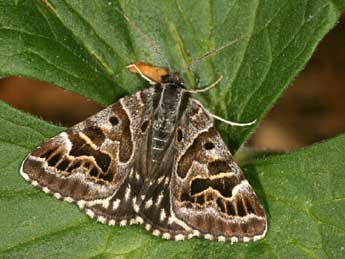 Euclidia mi Cl. adulte - �Daniel Morel