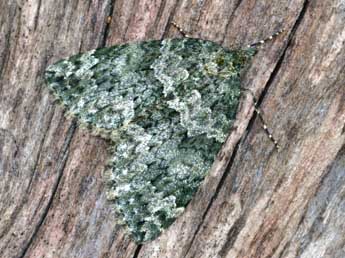 Chloroclysta miata L. adulte - �Daniel Morel