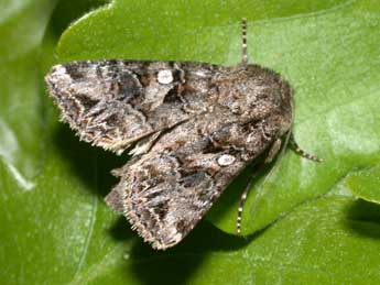 Anarta odontites Bsdv. adulte - �Philippe Mothiron