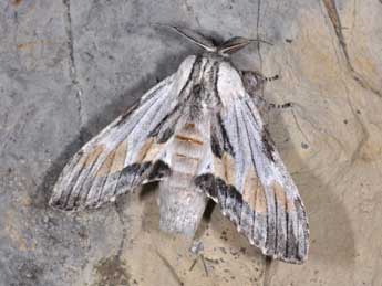 Harpyia milhauseri F. adulte - �Philippe Mothiron