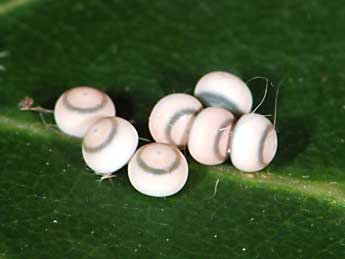  Oeuf de Harpyia milhauseri F. - �Samuel Ducept