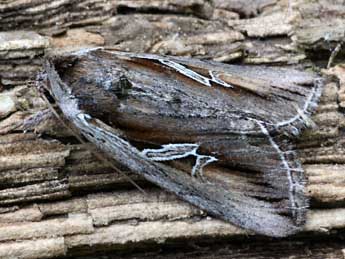 Lophoterges millierei Stgr adulte - �Daniel Morel