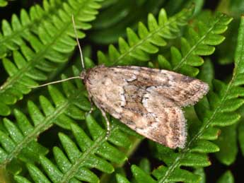 Photedes minima Hw. adulte - �Philippe Mothiron