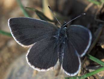 Cupido minimus Fuessly adulte - �Tristan Lafranchis