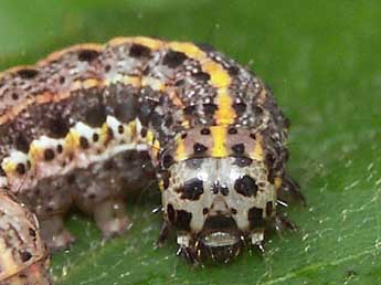  Chenille de Orthosia miniosa D. & S. - �Claire Hodd�