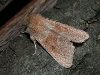 Orthosia miniosa D. & S. adulte - �Philippe Mothiron