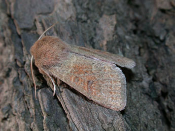 Orthosia miniosa D. & S. adulte - �Philippe Mothiron