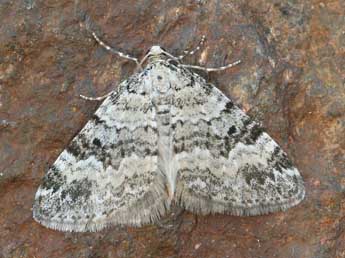 &copy;Daniel Morel. Perizoma minorata Tr.