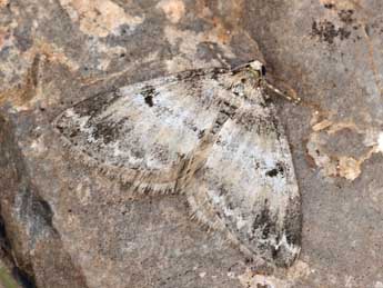 Perizoma minorata Tr. adulte - �Daniel Morel