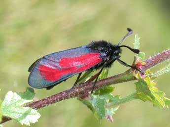 Zygaena minos D. & S. adulte - �Philippe Mothiron