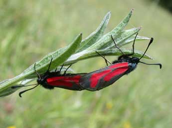 Zygaena minos D. & S. adulte - �Philippe Mothiron