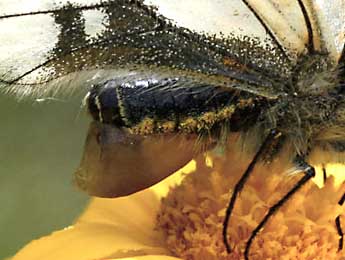 Parnassius turatii Fruh. adulte - �Daniel Morel