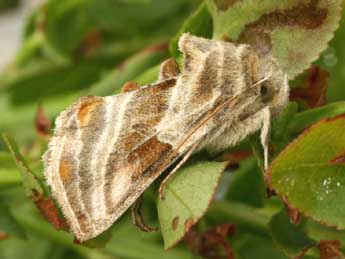 Euchalcia modestoides Poole adulte - �Daniel Morel