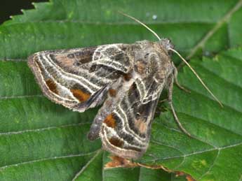 Euchalcia modestoides Poole adulte - �Philippe Mothiron