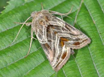 Euchalcia modestoides Poole adulte - �Philippe Mothiron