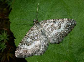 Epirrhoe molluginata Hb. adulte - �Philippe Mothiron