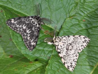 Lymantria monacha L. adulte - �Philippe Mothiron