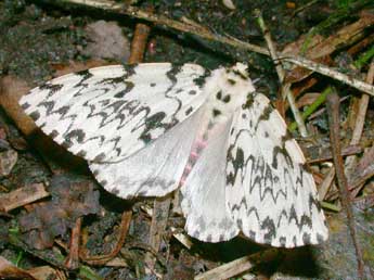 Lymantria monacha L. adulte - �Philippe Mothiron