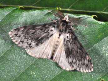 Lymantria monacha L. adulte - �Philippe Mothiron