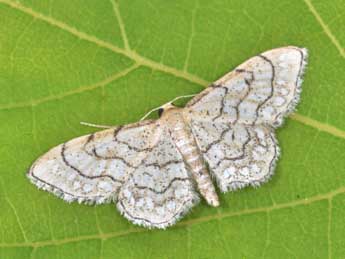 Idaea moniliata D. & S. adulte - �Philippe Mothiron