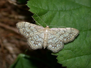 Idaea moniliata D. & S. adulte - �Philippe Mothiron