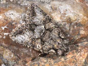 Dryobotodes monochroma Esp. adulte - �Philippe Mothiron