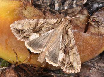 Apamea monoglypha Hfn. adulte - �Philippe Mothiron