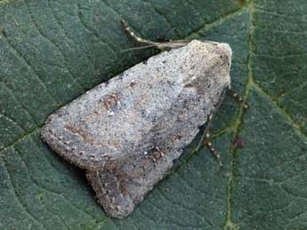 Caradrina montana Brem. adulte - �Daniel Morel