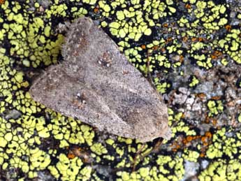 Caradrina montana Brem. adulte - �Daniel Morel