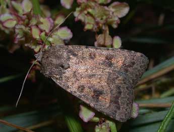 Caradrina morpheus Hfn. adulte - �Philippe Mothiron