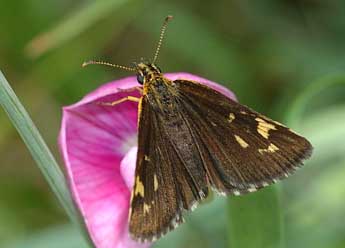 Heteropterus morpheus Pall. adulte - �David Demerges