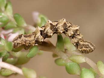  Chenille de Charissa mucidaria Hb. - �Lionel Taurand