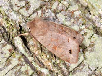 Anorthoa munda D. & S. adulte - �Philippe Mothiron