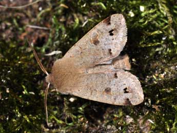 Anorthoa munda D. & S. adulte - �Philippe Mothiron