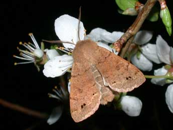 Anorthoa munda D. & S. adulte - �Philippe Mothiron