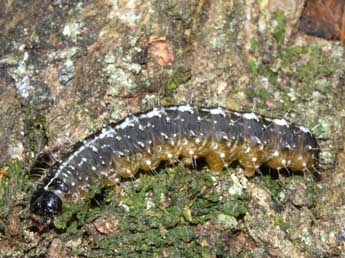  Chenille de Bryopsis muralis Forst. - �Emmanuel Teulier