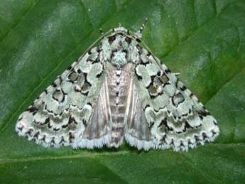 Bryopsis muralis Forst. adulte - �Philippe Mothiron