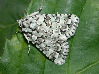 Bryopsis muralis Forst. adulte - �Philippe Mothiron