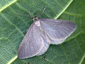 Minoa murinata Scop. adulte - �Daniel Morel