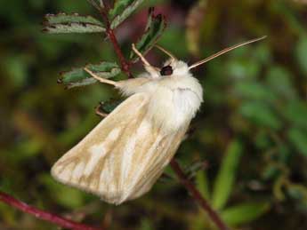 Oria musculosa Hb. adulte - �Samuel Ducept